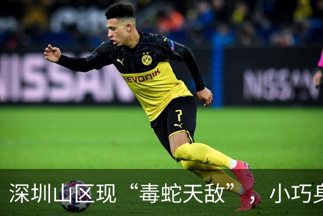 深圳山区现“毒蛇天敌”，小巧身形却能抵抗蛇毒，捕食多种剧毒蛇类
